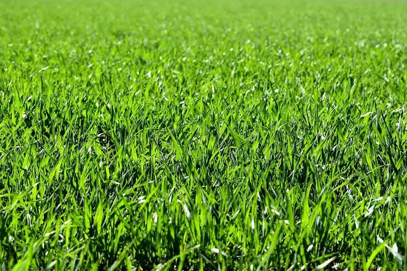 Close view of thick green lawn grass cut to an even height